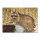 Blason | Image danimal - raton laveur