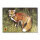 Zielscheibenauflage | Tierbild - Fuchs