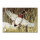 Blason | Image danimal - Canard