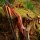 DRAKE ARCHERY ELITE Ablaze - 60 pouces - 30-50 lbs - Arcs recurves T/D