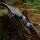 DRAKE ARCHERY ELITE Blue Royal - 60 pouces - 20-60 lbs - Arcs recurves T/D