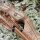 Mittelstück | DRAKE ARCHERY ELITE Timber Wolf - 17 Zoll - ILF