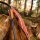 DRAKE ARCHERY ELITE Ablaze - 62 pouces - 30-50 lbs - Arc hybride