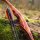 DRAKE ARCHERY ELITE Ablaze - 62 pouces - 30-50 lbs - Arc hybride