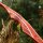 DRAKE ARCHERY ELITE Ablaze - 62 pouces - 30-50 lbs - Arc hybride
