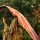 DRAKE ARCHERY ELITE Ablaze - 62 pouces - 30-50 lbs - Arc hybride