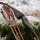 JACKALOPE Moonstick Carbon - 50 Pouces - 20-50 lbs - One Piece Arc Recurve
