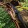 JACKALOPE Moonstick Carbon - 50 Pouces - 20-50 lbs - One Piece Arc Recurve