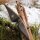 JACKALOPE Moonstick Carbon - 50 Pouces - 20-50 lbs - One Piece Arc Recurve