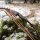 JACKALOPE Moonstick Carbon - 50 Pouces - 20-50 lbs - One Piece Arc Recurve