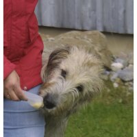 BASICNATURE Squeeze Tubes pour chiens