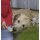 BASICNATURE Squeeze Tubes pour chiens