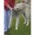 BASICNATURE Squeeze Tubes pour chiens