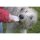 BASICNATURE Squeeze Tubes pour chiens