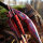 DRAKE ARCHERY ELITE Scarlet - 54 Zoll - 20-45 lbs - Hybridbogen