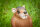 CENTER-POINT 3D Rat assis - Made in Germany