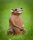 CENTER-POINT 3D Rat assis - Made in Germany