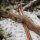DRAKE ARCHERY ELITE Timber Wolf - ILF - 58-62 pouces - 24-48 lbs - Arc recurve