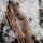 DRAKE ARCHERY ELITE Timber Wolf - ILF - 58-62 pouces - 24-48 lbs - Arc recurve