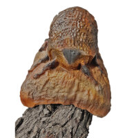 InForm 3D scolytes