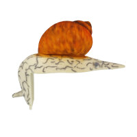 Escargot InForm 3D