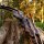 SPIDERBOWS Blizzard Classic - 62-68 pouces - 25-50 lbs - Arcs recurves T/D