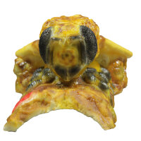 InForm 3D Biene