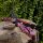 JACKALOPE Zircon - Ultimate - 66-70 pouces - 16-50 lbs - ILF - Arcs recurves T/D