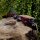 JACKALOPE Zircon - Ultimate - 66-70 pouces - 16-50 lbs - ILF - Arcs recurves T/D