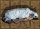 LEITOLD Pharaos Katze