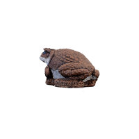 WILDCRETE 3D Aga - Crapaud