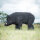 WILDCRETE 3D Sanglier