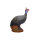 WILDCRETE 3D Pintade