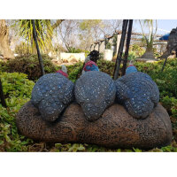 WILDCRETE 3D Trio doiseaux de la famille des Numididae