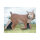 WILDCRETE 3D Luchs