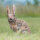 WILDCRETE 3D Lapin à queue en coton