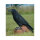 WILDCRETE 3D Rabe