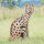 WILDCRETE 3D Chat sauvage