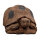 WILDCRETE 3D Tortue