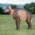 WILDCRETE 3D Kleine Hyäne