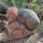 WILDCRETE 3D Fliege