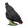 IBB 3D Poule - noir - picorant