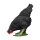 IBB 3D Poule - noir - picorant