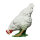 IBB 3D Henne - weiss - pickend