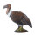 LONGLIFE Vautour moine