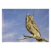 STRONGHOLD Blason nature - Hibou - 30 x 42 cm -...