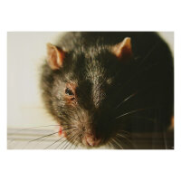 STRONGHOLD Blason nature - rat - 30 x 42 cm -...