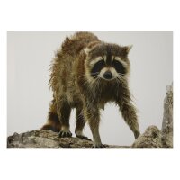 STRONGHOLD Blason nature - raton laveur mouillé -...