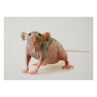 STRONGHOLD Blason nature - rat nu - 30 x 42 cm -...