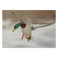 STRONGHOLD Blason nature - Canard I - 30 x 42 cm -...